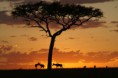/album/galeria-de-fotos/antilopes-mara-jakob-bro-jorgensen-jpg/